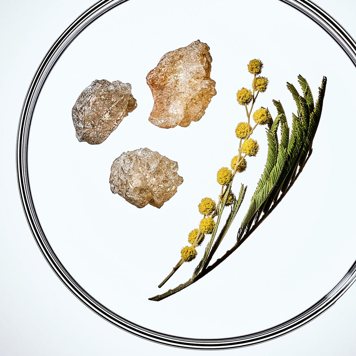 Three rough, gum crystals and a dried botanical acacia stem with small yellow flowers and green leaves, arranged inside a thin circular petri dish on a light gray background.
